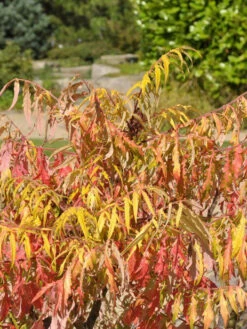 Rhus Typhina 'Tiger Eyes', Essigbaum 2 Rhus Typhina 'Tiger Eyes', Essigbaum -Gartenausstattergeschäft rhus tiger eyes 1280x1280