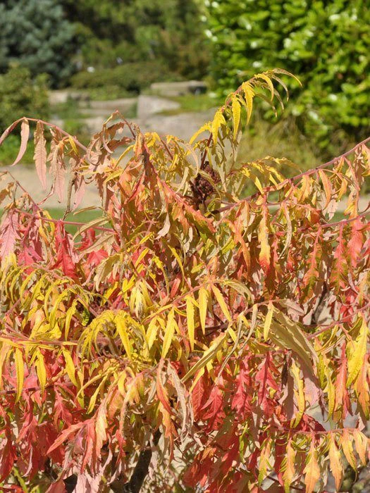 Rhus typhina 'Tiger Eyes', Essigbaum Rhus Typhina 'Tiger Eyes', Essigbaum -Gartenausstattergeschäft rhus tiger