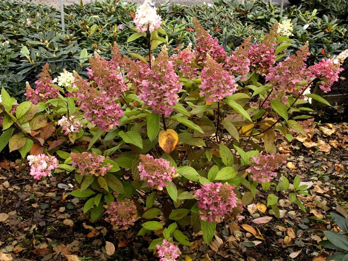 Hydrangea paniculata 'Pinky Winky'® Hydrangea Paniculata 'Pinky Winky'® -Gartenausstattergeschäft rispen hortensie pinky