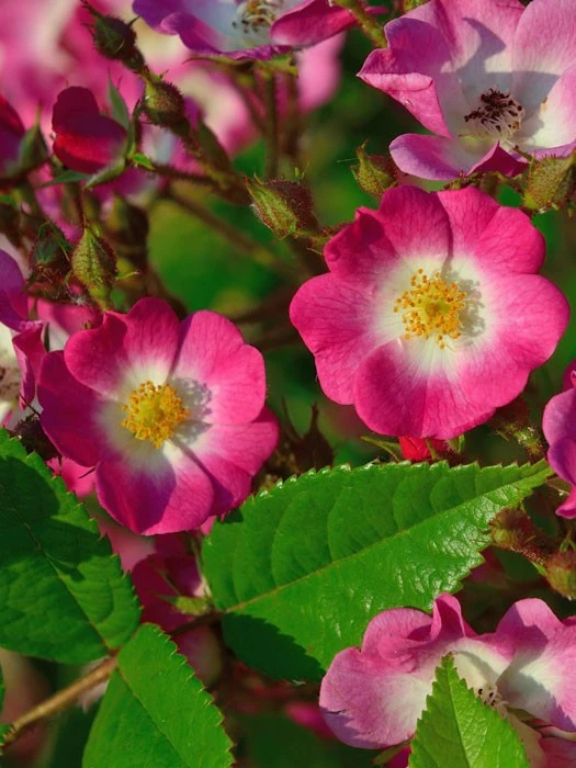 Rose Mozart ® - Lambert Rose Mozart ® - Lambert -Gartenausstattergeschäft rosa