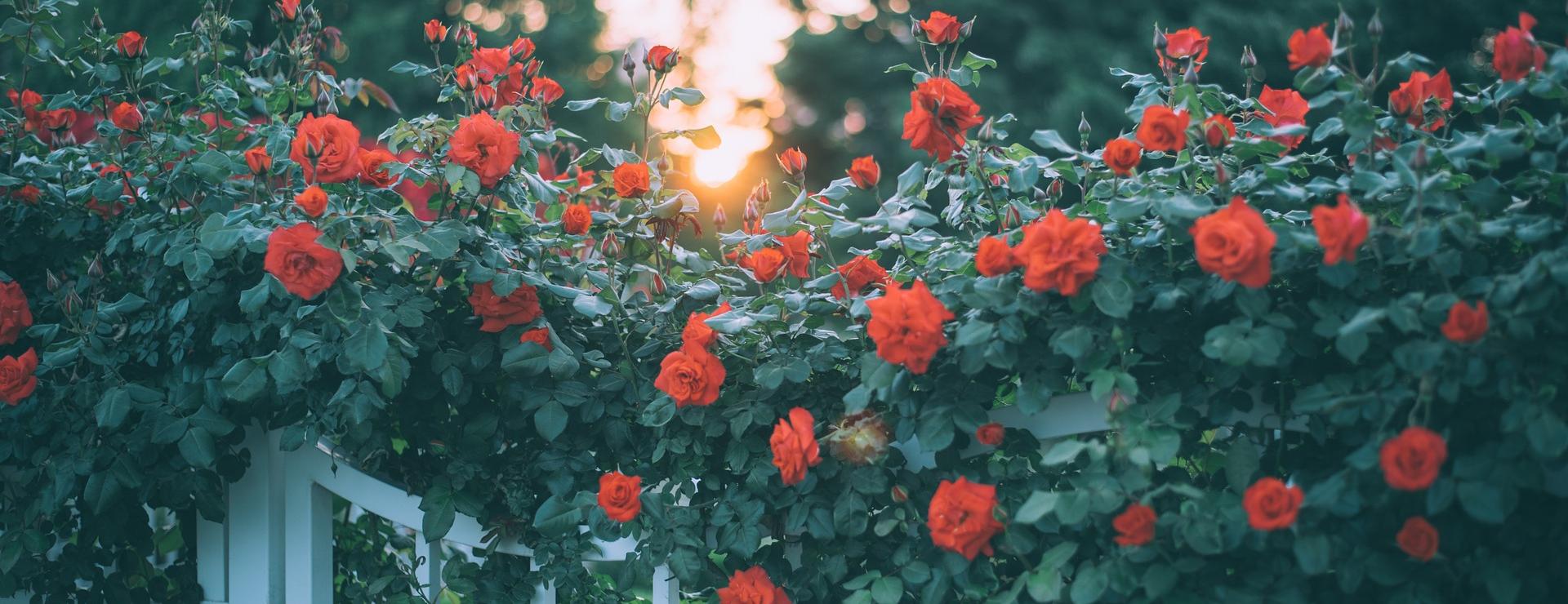 Gartenausstattergeschäft -Gartenausstattergeschäft rose 4359812 1920