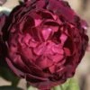 Rose Astrid Gräfin Von Hardenberg ® - Tantau