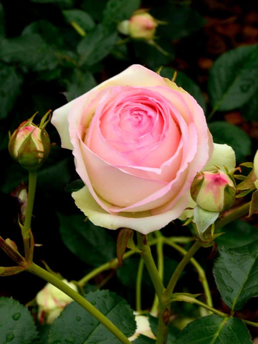 Rose Eden Rose 85 ® - Meilland Rose Eden Rose 85 ® - Meilland -Gartenausstattergeschäft rose eden