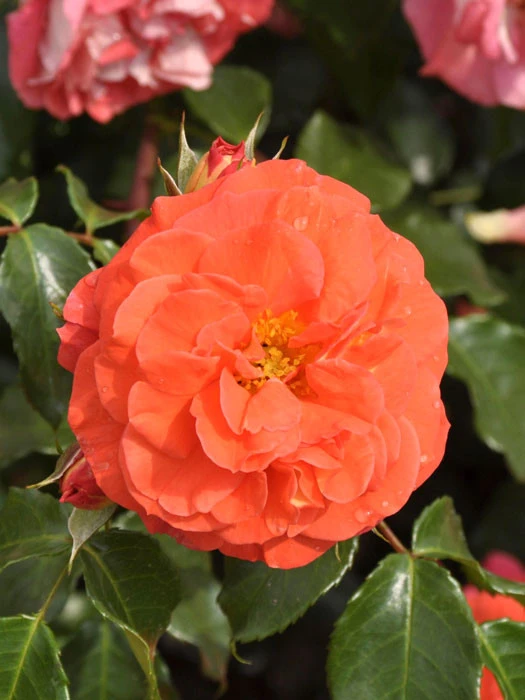 Rose Gebrüder Grimm ® - Kordes Rose Gebrüder Grimm ® - Kordes -Gartenausstattergeschäft rose gebrueder