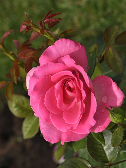 Rosen-Stämmchen Lady Like ® - Tantau Rosen-Stämmchen Lady Like ® - Tantau -Gartenausstattergeschäft rose lady