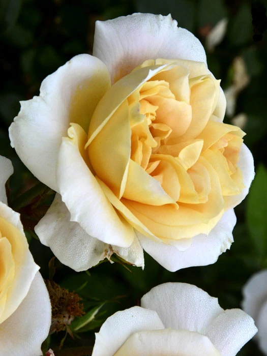 Rosen-Stämmchen Lions-Rose ® - Kordes Rosen-Stämmchen Lions-Rose ® - Kordes -Gartenausstattergeschäft rose lions