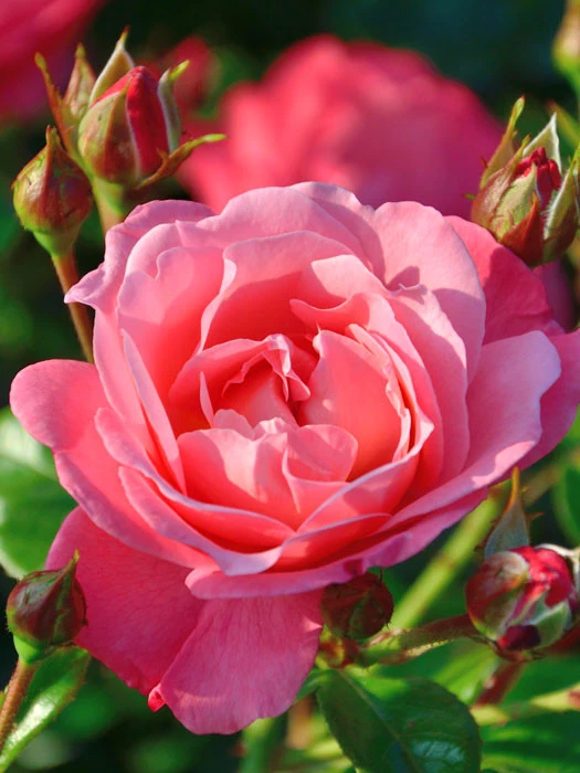 Rose Mein schöner Garten ® - Kordes Rose Mein Schöner Garten ® - Kordes -Gartenausstattergeschäft rose mein schoener