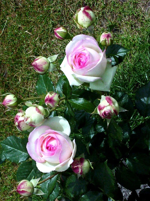 Rose Mini Eden Rose ® - Meilland Rose Mini Eden Rose ® - Meilland -Gartenausstattergeschäft rose mini eden