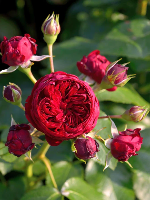 Rose Rotkäppchen ® - Kordes Rose Rotkäppchen ® - Kordes -Gartenausstattergeschäft rose