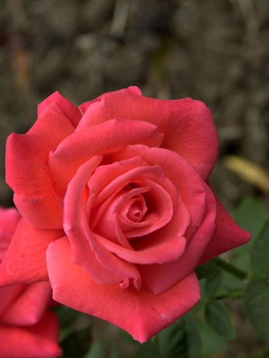 Rose Super Star ® - Tantau Rose Super Star ® - Tantau -Gartenausstattergeschäft rose super