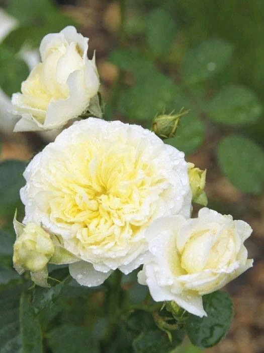 Rose The Pilgrim ® - Austin Rose The Pilgrim ® - Austin -Gartenausstattergeschäft rose the