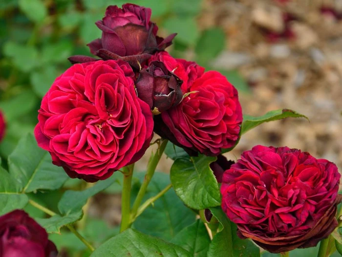 Rose Astrid Gräfin von Hardenberg ® - Tantau Rose Astrid Gräfin Von Hardenberg ® - Tantau -Gartenausstattergeschäft rosen astrid graefin von