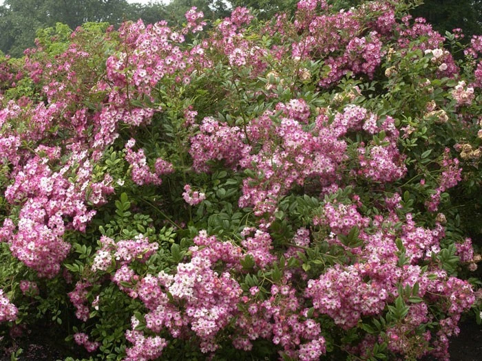 Rose Mozart ® - Lambert Rose Mozart ® - Lambert -Gartenausstattergeschäft rosen