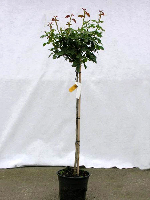 Rosen-Stämmchen Bonica 82 ® - Meilland Rosen-Stämmchen Bonica 82 ® - Meilland -Gartenausstattergeschäft rosenstamm