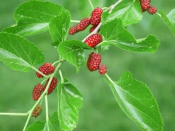 Morus Rubra, Rote Maulbeere