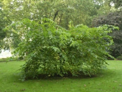 Morus Rubra, Rote Maulbeere -Gartenausstattergeschäft rote maulbeere 1280x1280