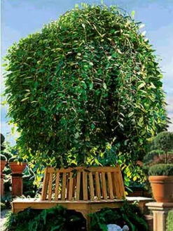 Salix Caprea Pendula, Hängende Kätzchenweide -Gartenausstattergeschäft s caprea pendula j4 1280x1280