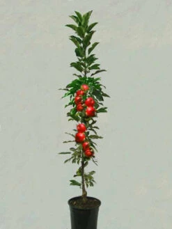 Säulenapfel 'Rondo' ®, Malus Domestica 'Rondo' -Gartenausstattergeschäft saeulenapfel rondo 1280x1280