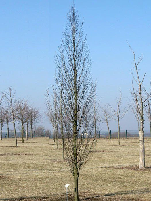 Carpinus betulus 'Fastigiata', Säulenhainbuche Carpinus Betulus 'Fastigiata', Säulenhainbuche -Gartenausstattergeschäft