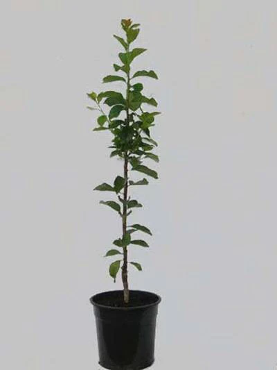 Säulenzwetsche 'Toscana' Säulenzwetsche 'Toscana' -Gartenausstattergeschäft saeulenzwetsche