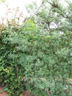 Hippophae Rhamnoides 'Pollmix'