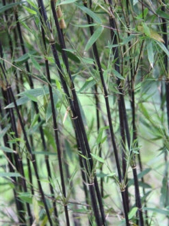 Fargesia Jiuzhaigou 'Deep Purple', Jade Bambus, Rothalmiger Schirm-Bambus 2 Fargesia Jiuzhaigou 'Deep Purple', Jade Bambus, Rothalmiger Schirm-Bambus -Gartenausstattergeschäft schattenhalme fargesia deep 1280x1280