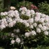 Rhododendron 'Schneeauge'