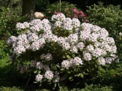 Rhododendron 'Schneeauge'
