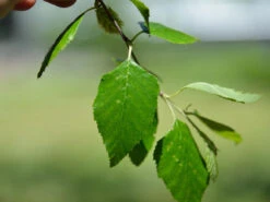Betula Nigra, Schwarz-Birke - Hochstamm -Gartenausstattergeschäft schwar birke blatt 1280x1280