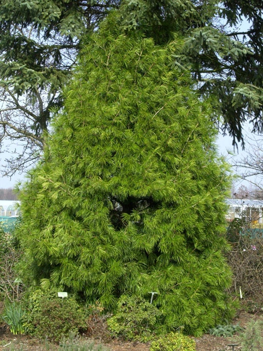 Sciadopitys verticillata, Japanische Schirmtanne Sciadopitys Verticillata, Japanische Schirmtanne -Gartenausstattergeschäft sciadopitys