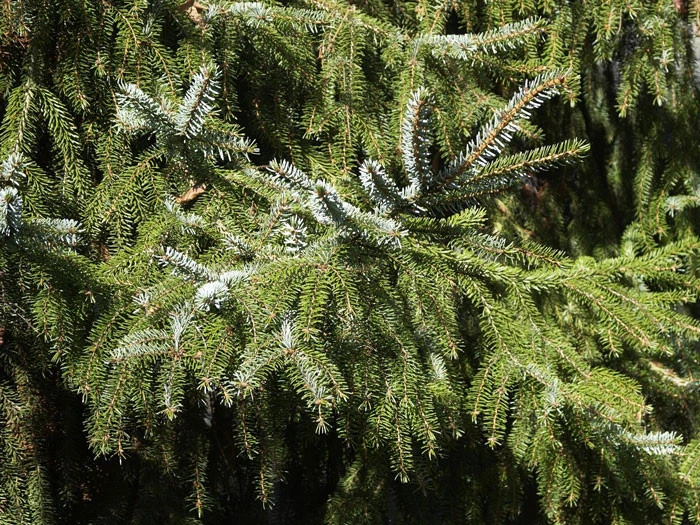 Picea omorika, Serbische Fichte Picea Omorika, Serbische Fichte -Gartenausstattergeschäft serbische fichte
