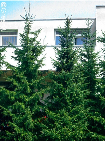 Picea omorika, Serbische Fichte Picea Omorika, Serbische Fichte -Gartenausstattergeschäft