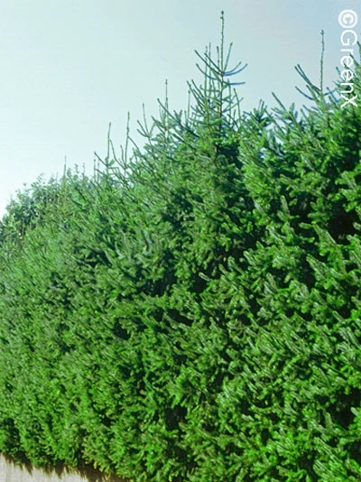 Picea omorika, Serbische Fichte Picea Omorika, Serbische Fichte -Gartenausstattergeschäft