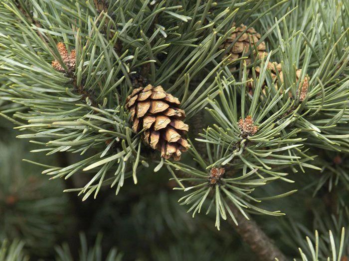 Pinus sylvestris 'Watereri', Silberkiefer Pinus Sylvestris 'Watereri', Silberkiefer -Gartenausstattergeschäft