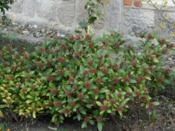 Skimmia Japonica, Frucht-Skimmie -Gartenausstattergeschäft skimmia japonica 1280x1280