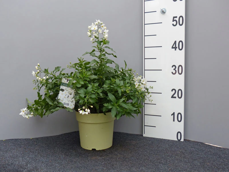 Solanum jasminoides, Sommerjasmin Solanum Jasminoides, Sommerjasmin -Gartenausstattergeschäft sommer jasmin