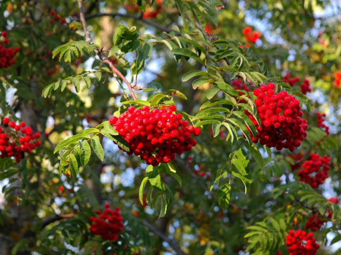 Sorbus aucuparia 'Edulis', Mährische (essbare) Eberesche Sorbus Aucuparia 'Edulis', Mährische (essbare) Eberesche -Gartenausstattergeschäft sorbus aucuparia