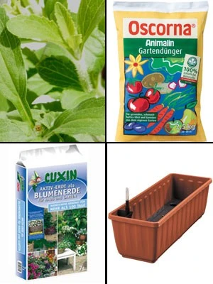 Zuckerblatt, Süßkraut, Süßblatt, Stevia rebaudiana Zuckerblatt, Süßkraut, Süßblatt, Stevia Rebaudiana -Gartenausstattergeschäft sorglospaket stevia