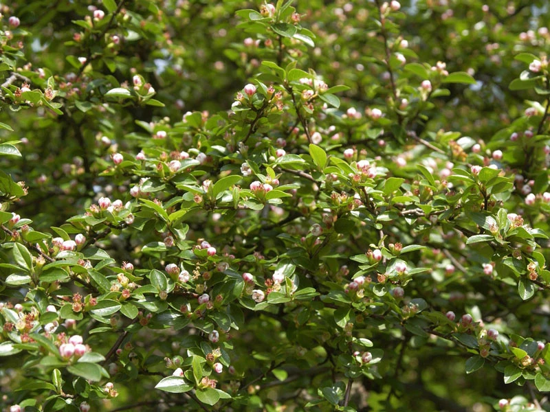 Cotoneaster divaricatus, Sparrige Zwergmispel Cotoneaster Divaricatus, Sparrige Zwergmispel -Gartenausstattergeschäft sperrige