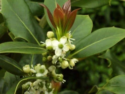 Ilex Aquifolium, Gemeine Stechpalme, Hülse -Gartenausstattergeschäft stechpalme 1280x1280