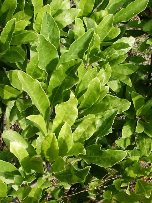 Magnolia stellata, Sternmagnolie Magnolia Stellata, Sternmagnolie -Gartenausstattergeschäft sternmagnolie