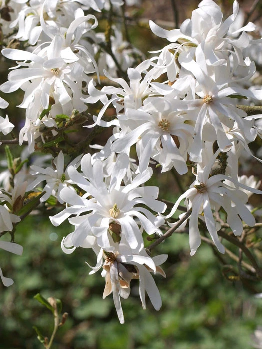 Magnolia stellata, Sternmagnolie Magnolia Stellata, Sternmagnolie -Gartenausstattergeschäft sternmagnolie