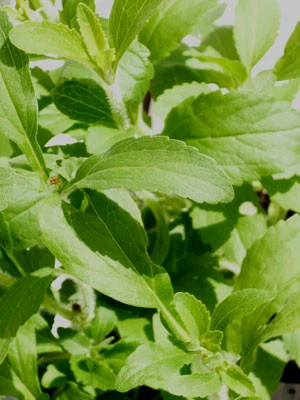 Zuckerblatt, Süßkraut, Süßblatt, Stevia rebaudiana Zuckerblatt, Süßkraut, Süßblatt, Stevia Rebaudiana -Gartenausstattergeschäft