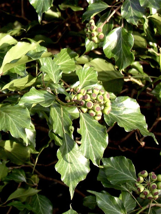 Hedera helix 'Arborescens', Strauch-Efeu Hedera Helix 'Arborescens', Strauch-Efeu -Gartenausstattergeschäft