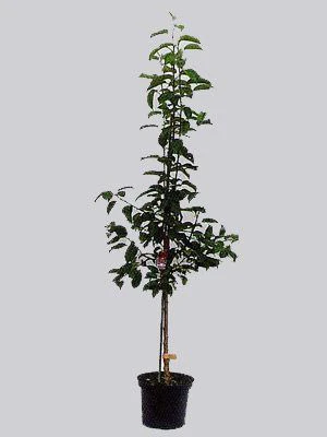 Süßkirsche Sunburst Süßkirsche Sunburst -Gartenausstattergeschäft sunburst