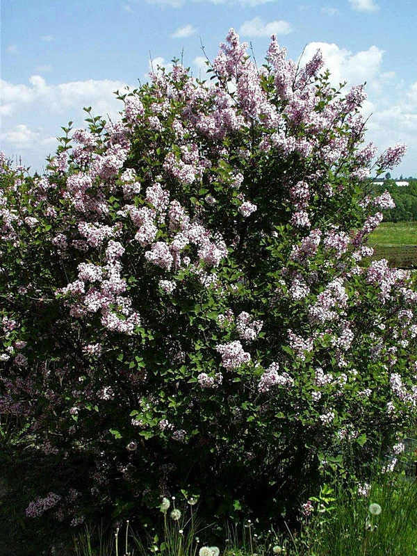 Syringa meyeri 'Josee', Zwergflieder Syringa Meyeri 'Josee', Zwergflieder -Gartenausstattergeschäft syringa meyeri
