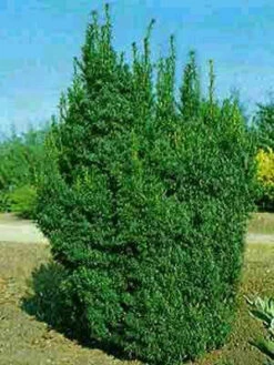 Taxus Baccata 'Overeynderi' -Gartenausstattergeschäft taxus overeynderi k55599b6ed770e 1280x1280