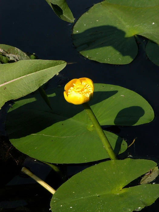Nuphar lutea, Teichmummel, gelbe Teichrose Nuphar Lutea, Teichmummel, Gelbe Teichrose -Gartenausstattergeschäft