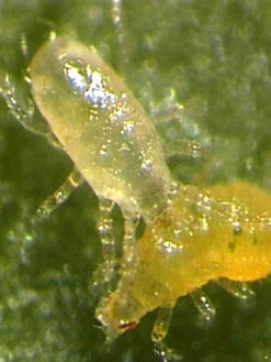 Amblyseius-Raubmilbe (Art.Nr. KB4096)