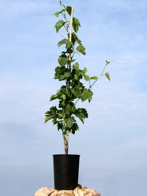 kernlose Tafeltraube Vanessa (Syn. Rose Dream) Kernlose Tafeltraube Vanessa (Syn. Rose Dream) -Gartenausstattergeschäft